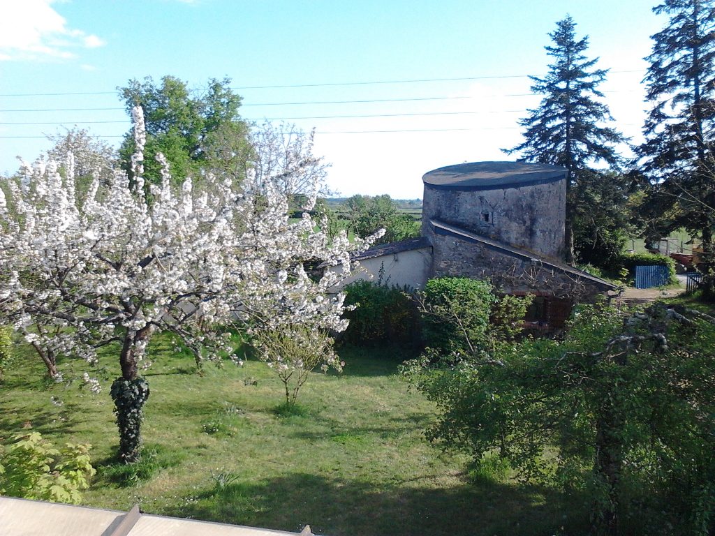 Le cerisier en fleurs
